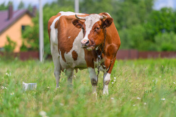 A Brown and White Cow Grazing Contentedly in a Beautifully Lush Green Field of Grass