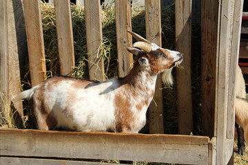 goat on the farm, Fort Edmonton Park, Edmonton, Alberta