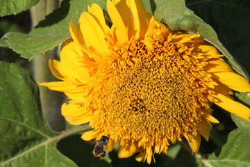 sunflower with bee