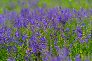 Naklejka premium Explore the Vibrant Lavender Fields that are now in Full Bloom, showcasing natures beauty