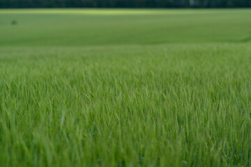 Obraz premium A Lush Green Grass Field Surrounded by Vibrant Nature, Presenting a Stunning View