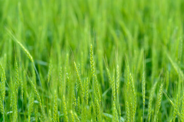 Obraz premium A Beautiful Lush Green Grass Field in Full Bloom under the Bright Summer Sunlight