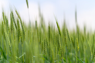 Naklejka premium A Beautiful and Lush Green Wheat Field Beautifies the Landscape Under a Brilliantly Clear Sky