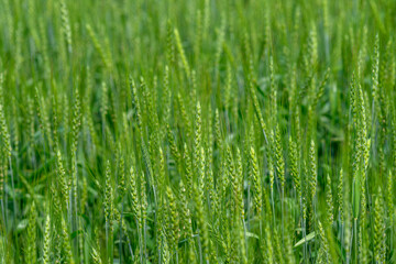 Obraz premium A Lush Green Field of Vertical Grass Stalks in a Beautiful Natural Setting Beyond Compare