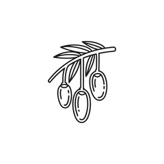 Branch with three olives isolated on white background