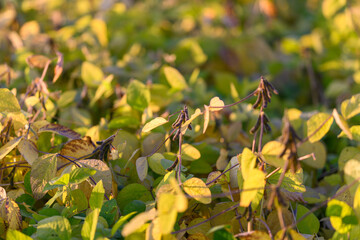 Wilted soybean leaves with brown edges. Scattered discolored pods and curled stems indicate drought stress or disease, useful for agronomy reports and crop health alerts
