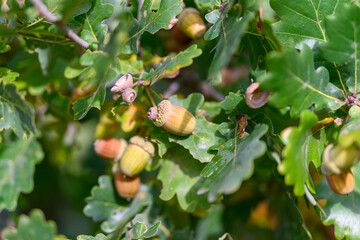 Acorns and Oak Leaves Found in Their Natural Habitat, Among Various Other Flora and Fauna