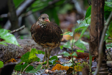 Tonkin Partridge - Tropicoperdix tonkinensis, beautiful shy ground bird endemic to the forests of North Vietnam.