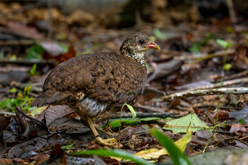 Tonkin Partridge - Tropicoperdix tonkinensis, beautiful shy ground bird endemic to the forests of North Vietnam.