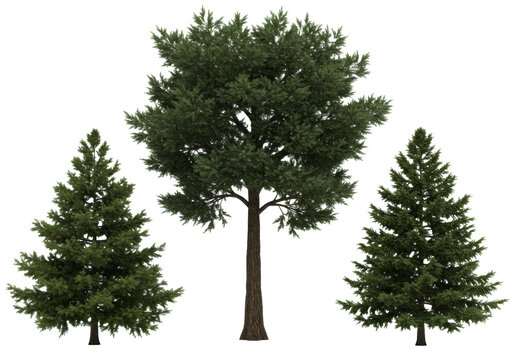 Three hyper-realistic 3d models of coniferous trees (pine, fir, spruce) shown in technical views on a transparent studio background, concept for 3d assets