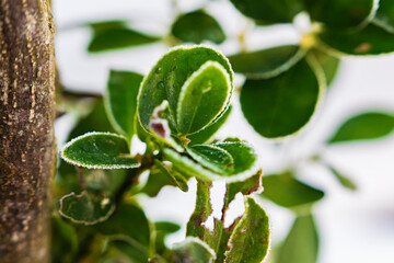 霜を纏ったユキツバキの葉と蕾のマクロ撮影 / Macro shot of snow camellia leaves and buds covered in frost