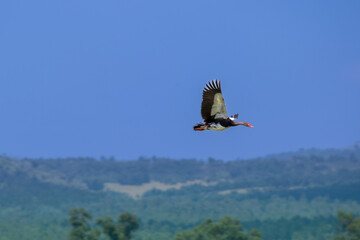Egyptian goose flying over the South African Highveld countryside