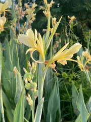 Fototapeta premium beautiful canna lily flowers in the garden