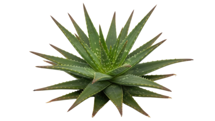 Aloe vera plant from top view showing green spiky leaves, cut out, stock png, isolated on transparent background