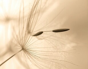Delicate dandelion seed with silky threads, softly lit, in sepia tones
