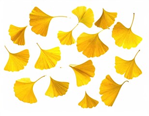Golden, fan-shaped leaves scattered on a bright white background