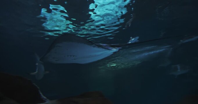 Bowmouth Guitarfish Slow Swim In Underwater Aquarium. Rhina Ancylostoma Or Shark Ray Or Mud Skate Swim In Oceanarium. Ocean Animal, Aquatic Life. Underwater World. Critically Endangered Species Of Ray