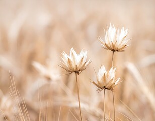 Three delicate, dried seed heads against a blurred wheat field backdrop