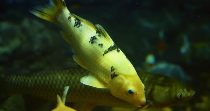 Shanghai, China. Aquarium Filled With Colorful Koi Fish or Carp. Golden Koi Fish Slow Swimming In Shanghai Ocean Aquarium. Colorful Koi Fish Grouped Together In Underwater. Colorful Decorative Fish