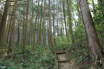 In the empty forest, many trees swaying