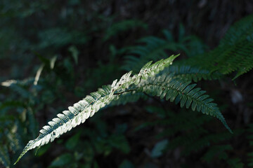 In the forest, ferns, sunlight, natural environment