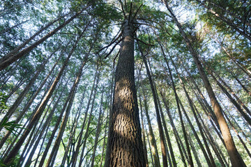 In the empty forest, many trees swaying