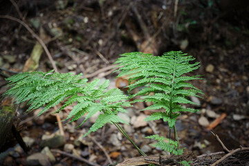 In the forest, ferns, sunlight, natural environment