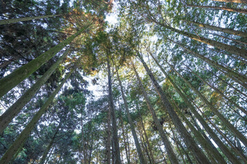 In the empty forest, many trees swaying