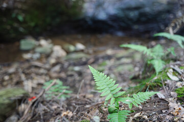 In the forest, ferns, sunlight, natural environment