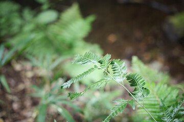 In the forest, ferns, sunlight, natural environment
