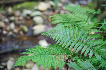 In the forest, ferns, sunlight, natural environment
