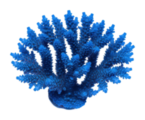 Vibrant blue coral reef underwater marine life ocean environment isolated on transparent background