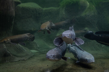 Channa micropeltes, dangerous amazon fish, giant