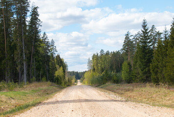 A winding gravel road through a sunny green forest illuminated by the sun's rays. Beautiful...