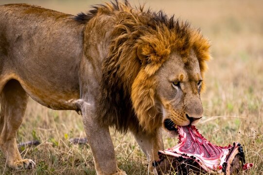 A lion is eating meat