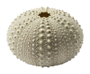 Exploring sea urchin shells coastal region natural wonders marine life isolated on transparent background