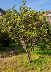 mandarin fruits on a tree, background image