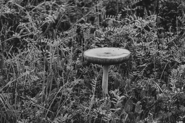 mushroom emerges from a dew covered winter field in monochrome.