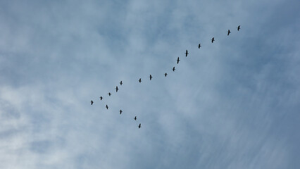 Wild geese fly in a V formation through a misty West Sacramento sky