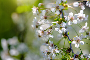 Obraz premium Cherry blossom branch in the garden in spring 