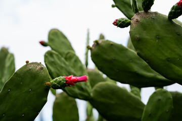 Prickly pear cactus with green pads and pink flower buds growing outdoors in natural daylight....