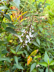 Close up of cat whiskers plant flower or kumis kucing or Orthosiphon stamineus, a popular Indonesian herbal plant with distinctive white whisker-like stamens in natural garden background