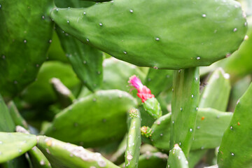 Prickly pear cactus with green pads and pink flower buds growing outdoors in natural daylight....