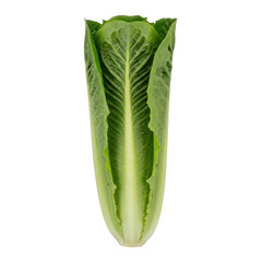 Fresh head of romaine lettuce