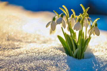 Bl&uuml;hende Schneegl&ouml;ckchen im Schnee