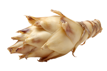 Fresh bamboo shoots on white background