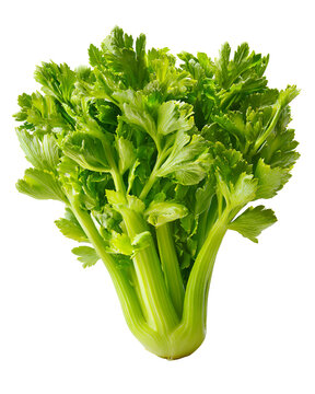 Fresh bunch of celery