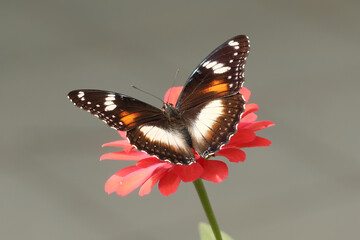 Great Eggfly Butterfly or Hypolimnas Bolina on Red Zinnia Flower