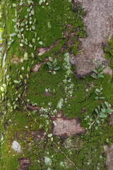 Moss and Epiphytic Plants on Tree Bark