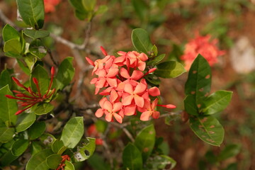 West Indian Jasmine, Soka Flower, Ixora Coccinea, Jungle Geranium With Leaves in Background